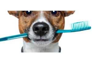 limpieza-dental-en-perros